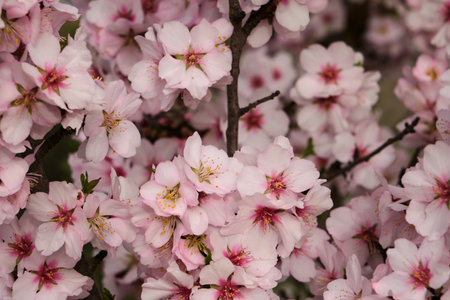 Almond tree blossoms pink flowers blooming in springの写真素材