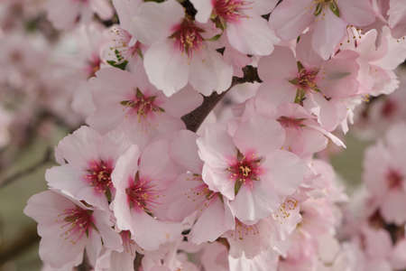 Almond tree blossoms white pinkish flowers blooming in springの写真素材