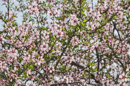 Almond tree blossoms white pinkish flowers blooming in springの写真素材