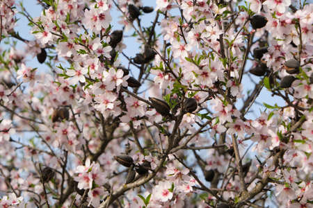 Detail of blossoming prunus dulcis pink flowers and drupesの写真素材