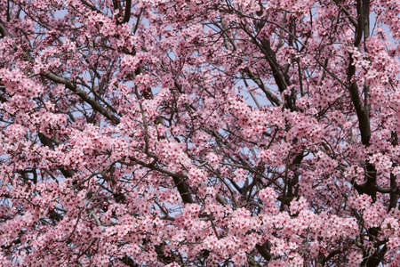 Blossoming prunus cerasifera cherry plum springtime pink flowersの写真素材