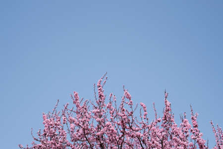 Blossoming prunus cerasifera or cherry plum pink flowers and blue sky backgroundの写真素材