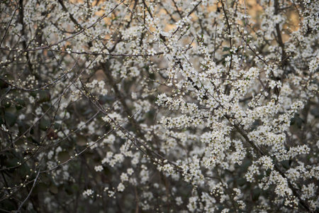 Prunus spinosa or Blackthron white flowers blooming in spring