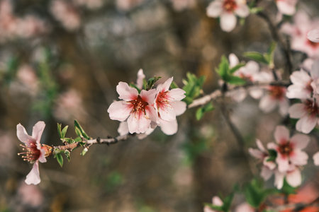 Almond tree blossoms white pinkish flowers blooming in spring