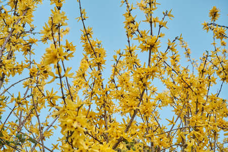 Forsythia yellow flowers blooming in springの写真素材