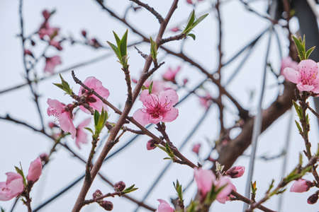 Detail of prunus persica pink flowers blossom in springの写真素材