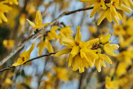 Forsythia yellow flowers blooming in springの写真素材
