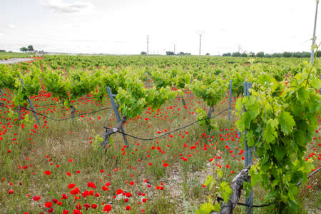 Ecologic vineyard springtime landscape with red poppy flowers blooming in La Mancha, Spainの写真素材