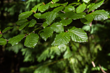 Detail of fagus sylvatica or beech tree green foliageの写真素材