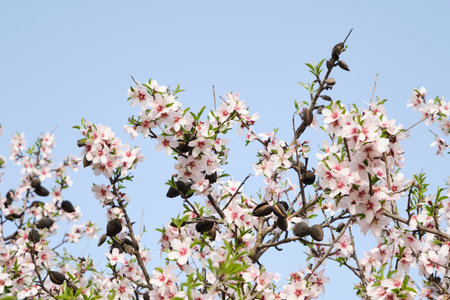 Detail of blossoming prunus dulcis pink flowers and drupesの写真素材