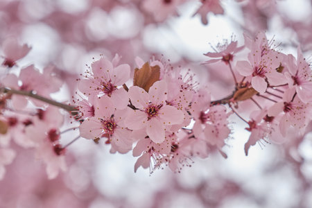 Blossoming prunus cerasifera cherry plum springtime pink flowersの写真素材