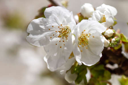 Springtime cherry tree detail, cherry blossoms white flowersの写真素材