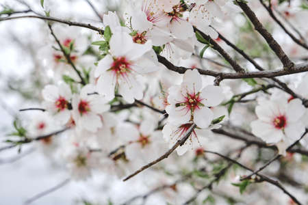 Almond tree blossoms white pink  flowers blooming in springの写真素材