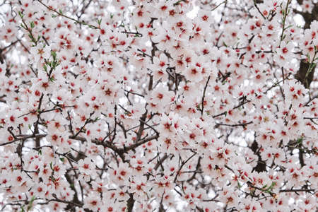Almond tree blossoms white pink  flowers blooming in springの写真素材