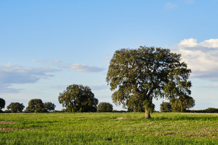Holm oak grove green landscapeの写真素材