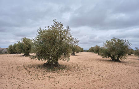 Olea europaea or olive trees field in Spainの写真素材