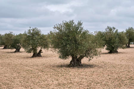 Olea europaea or olive trees field in Spainの写真素材