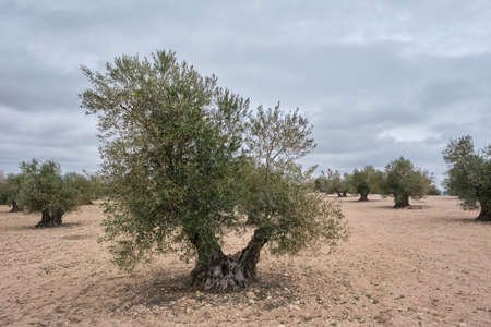 Olea europaea or olive trees field in Spainの写真素材