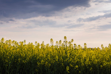 Rapeseed yellow flowers blooming and dark stormt sky in the background