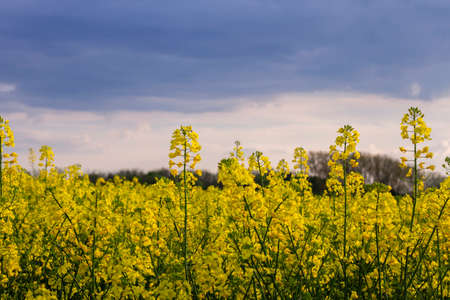 Rrapeseed yellow flowers blooming and dark stormt sky in the backgroundの写真素材