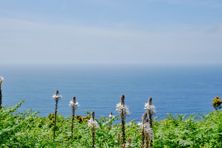 Summer asphodeles white flowers blooming in the coastlineの写真素材