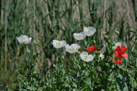 Papaver somniferum known as opium poppy white flower  blooming in springtimeの写真素材
