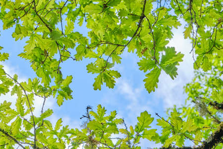 Detail of quercus rober oak tree deciduous foliage fresh green springtime leavesの写真素材