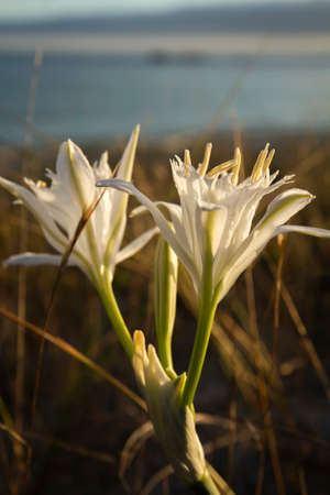 Pancratium maritimum or sea daffodil white flowers growing wild in the coastal sand dunes, a plant in risk of extinction.の写真素材