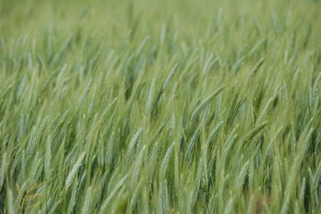 Green wheat field close upの写真素材