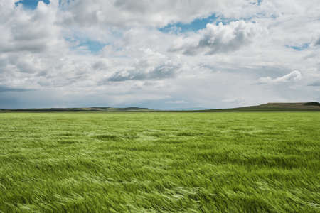 Green wheat fields, extensive agriculture landscape in Spainの写真素材