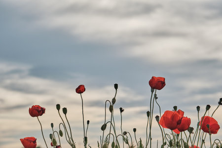 Papaver rhoeas or red poppy flowersの写真素材