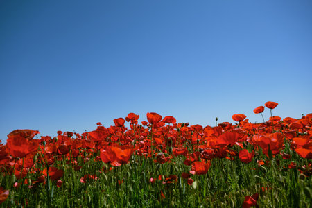 Red poppy wild flowers blooming in the springtime fields, blue sky background, copy spaceの写真素材
