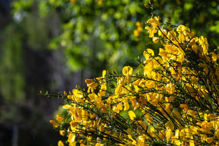 Cytisus scoparius or Scotch broom yellow flowers blooming in springの写真素材