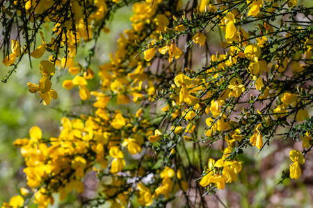 Cytisus scoparius or Scotch broom yellow flowers blooming in springの写真素材