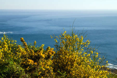 Ulex europaeus and cytisus scoparius blossoming plants,  common broom and gorse yellow flowers in the atlantic coastlineの写真素材