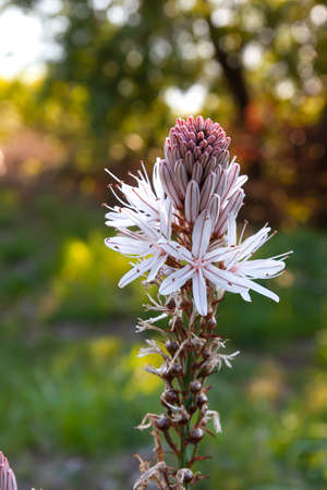Asphodelus aestivus or summer asphodel white flowers bloomingの写真素材