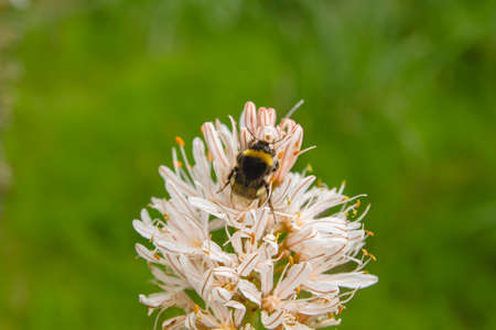 Bumble bee pollinating summer asphodel flowersの写真素材