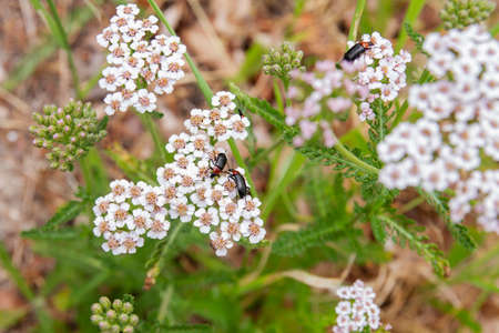 Heliotaurus ruficollis beetles pollinating heliotaurus ruficollis or yarrow flowersの写真素材