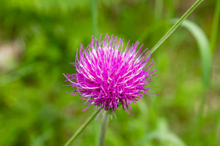 Carduus defloratus thistle purple flower close upの写真素材