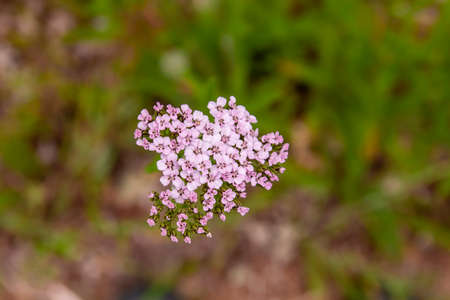 Yarrow pink flowers close upの写真素材