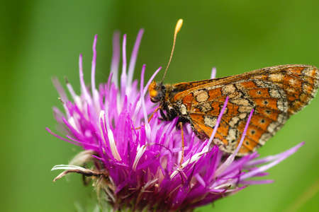 Butterfly pollintaing carduus defloratus thistle flowerの写真素材