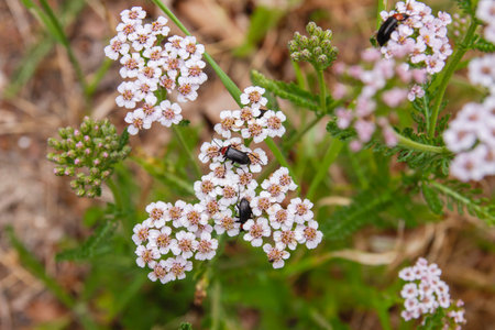 Heliotaurus ruficollis beetles pollinating heliotaurus ruficollis or yarrow flowersの写真素材