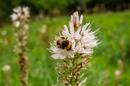 Bumble bee pollinating summer asphodel flowersの写真素材
