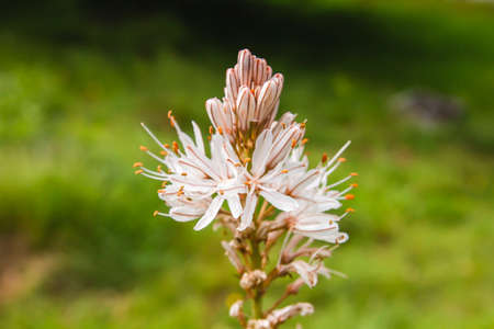 Asphodelus aestivus or summer asphodel white flowers bloomingの写真素材