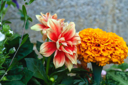 Dhalia pinnata red and pale yellow flowerの写真素材