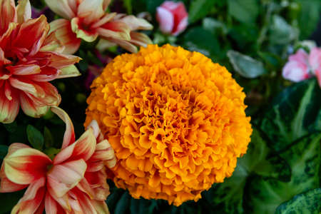 Tagetes erecta known as Mexican marigold orange colored flowerの写真素材
