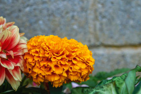 Tagetes erecta known as Mexican marigold orange colored flowerの写真素材