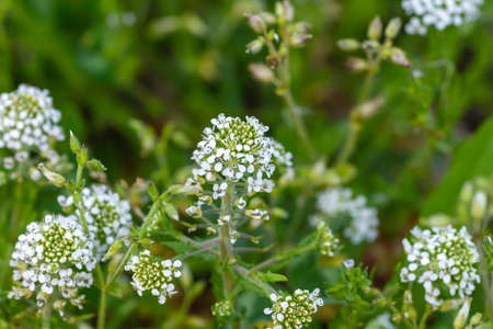 Lepidium virginicum or virginia pepperweed plant blooming white flowers close upの写真素材