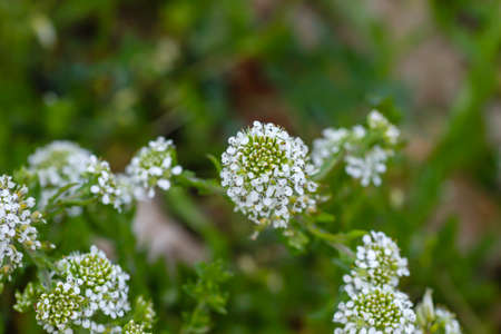 Lepidium virginicum or virginia pepperweed plant blooming white flowers close upの写真素材