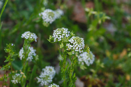 Lepidium virginicum or virginia pepperweed plant blooming white flowers close upの写真素材